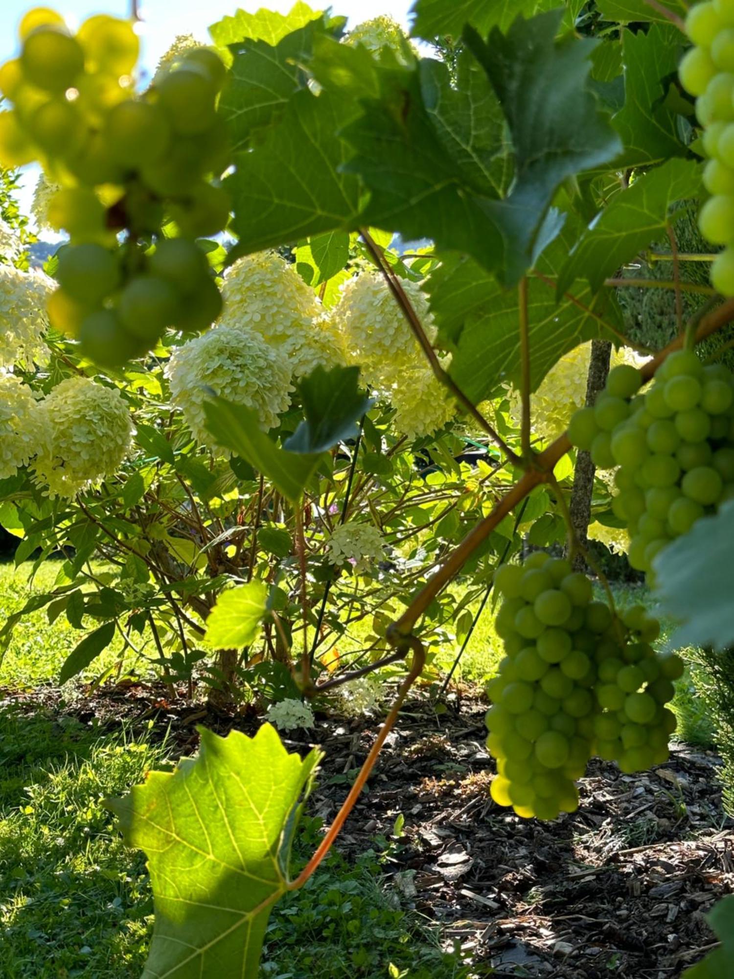 York Cottage Garden Verbandsgemeinde Verbandsgemeinde Traben-Trarbach Buitenkant foto